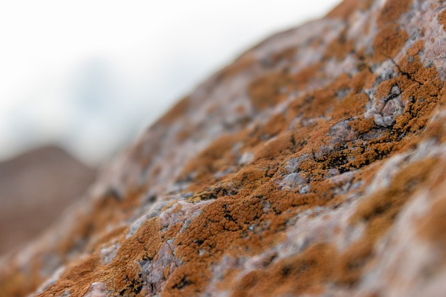 Mold in the Bedroom: How to Protect Your Sleep Environment